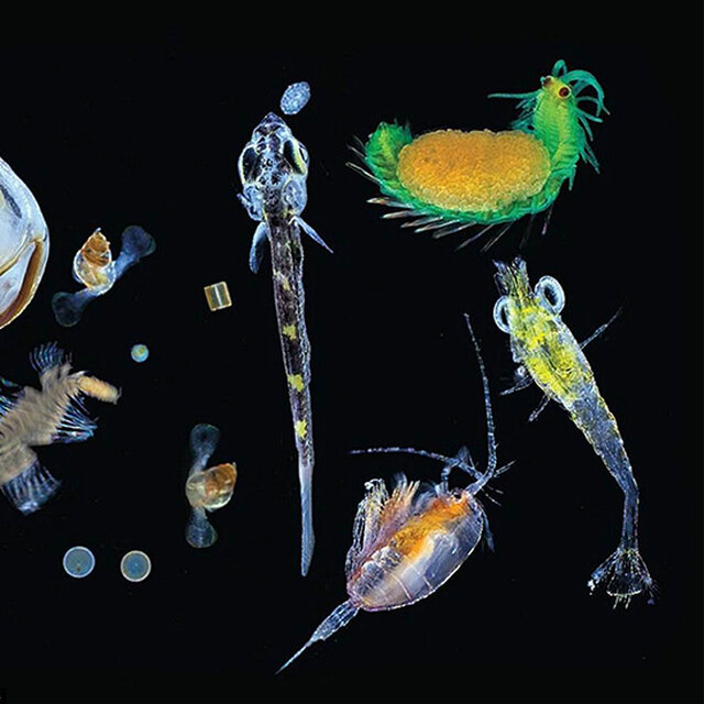 Sea Soup: Why You Should Care about Plankton