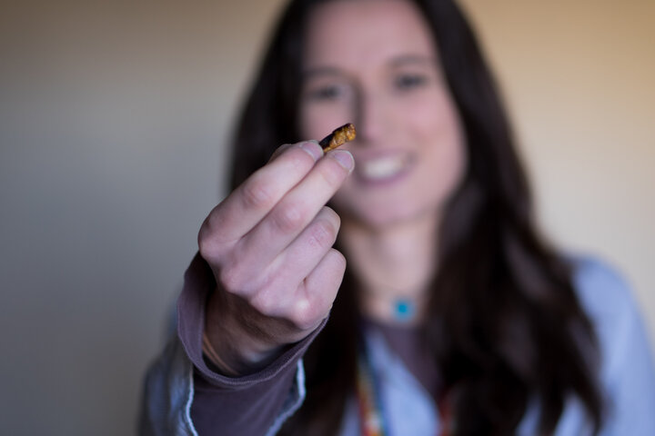 The Festival of Tomorrow - Our Projects & News