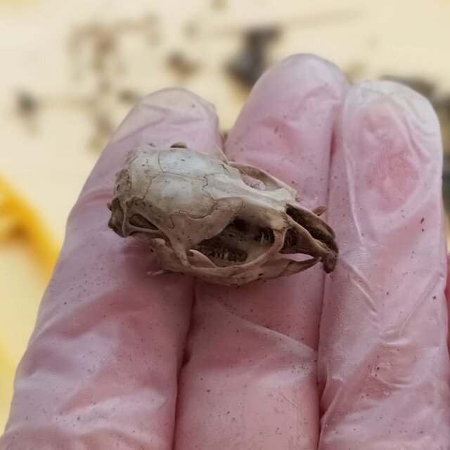 Owl-some Adventures in Eating!