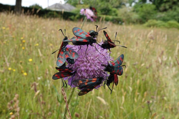 The Festival of Tomorrow - Festival of Tomorrow 2025 Hybrid Events